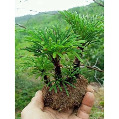 Cây Trường Sinh Thảo Bonsai Mini Dáng Cổ Thụ Bán Cạn - Terrarium Giá 20.000 Giảm 6.000 2
