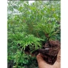 Cây Trường Sinh Thảo Bonsai Mini Dáng Cổ Thụ Bán Cạn - Terrarium Giá 20.000 Giảm 6.000 3