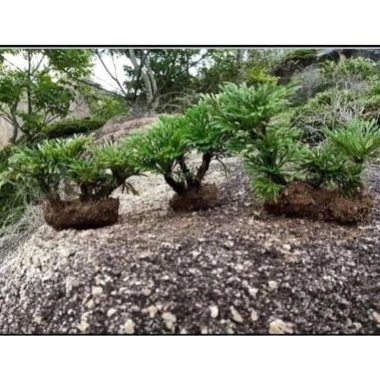 Cây Trường Sinh Thảo Bonsai Mini Dáng Cổ Thụ Bán Cạn - Terrarium Giá 20.000 Giảm 6.000 4