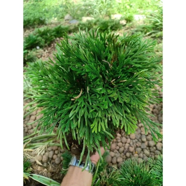 Cây Trường Sinh Thảo Bonsai Mini Dáng Cổ Thụ Bán Cạn - Terrarium Giá 20.000 Giảm 6.000 5