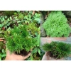 Cây Trường Sinh Thảo Bonsai Mini Dáng Cổ Thụ Bán Cạn - Terrarium Giá 20.000 Giảm 6.000 6