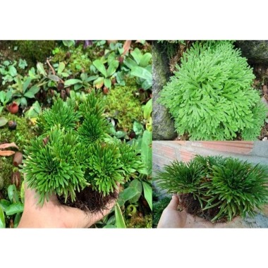 Cây Trường Sinh Thảo Bonsai Mini Dáng Cổ Thụ Bán Cạn - Terrarium Giá 20.000 Giảm 6.000 6