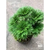 Cây Trường Sinh Thảo Bonsai Mini Dáng Cổ Thụ Bán Cạn - Terrarium Giá 20.000 Giảm 6.000 7