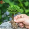 Cây Trường Sinh Thảo Bonsai Mini Dáng Cổ Thụ Bán Cạn - Terrarium Giá 20.000 Giảm 6.000 8