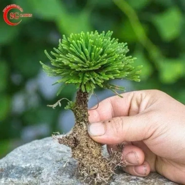 Cây Trường Sinh Thảo Bonsai Mini Dáng Cổ Thụ Bán Cạn - Terrarium Giá 20.000 Giảm 6.000 8