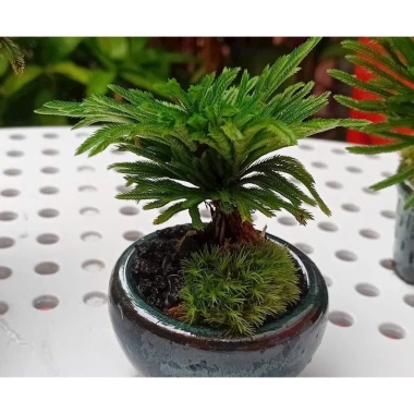 Cây Trường Sinh Thảo Bonsai Mini Dáng Cổ Thụ Bán Cạn - Terrarium Giá 20.000 Giảm 6.000 9