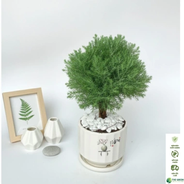 Cây tùng bồng lai mini 25cm chậu sứ, trang trí bàn làm việc, ưu đãi 93.994 VND