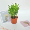 Cây tùng la hán mini 15-20cm trang trí nội thất, bàn làm việc, kệ sách 65.000 VND