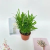 Cây tùng la hán mini 15-20cm trang trí nội thất, bàn làm việc, kệ sách 65.000 VND 2