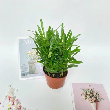 Cây tùng la hán mini 15-20cm trang trí nội thất, bàn làm việc, kệ sách 65.000 VND