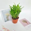 Cây tùng la hán mini 15-20cm trang trí nội thất, bàn làm việc, kệ sách 65.000 VND 3