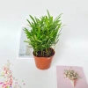 Cây tùng la hán mini 15-20cm trang trí nội thất, bàn làm việc, kệ sách 65.000 VND 4