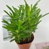 Cây tùng la hán mini 15-20cm trang trí nội thất, bàn làm việc, kệ sách 65.000 VND 5