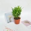 Cây tùng la hán mini 15-20cm trang trí nội thất, bàn làm việc, kệ sách 65.000 VND 6