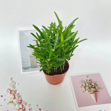 Cây tùng la hán mini 15-20cm trang trí nội thất, bàn làm việc, kệ sách 65.000 VND