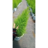 Cây tùng thơm 30-40cm - Giá ưu đãi 120.000đ, cây cảnh nội thất đẹp 2