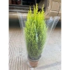 Cây tùng thơm 30-40cm - Giá ưu đãi 120.000đ, cây cảnh nội thất đẹp 3