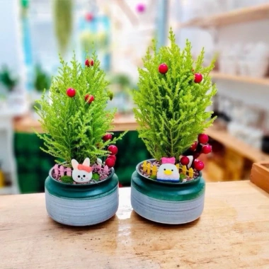 Cây Tùng Thơm Mini Trang Trí Bàn Quán, Cây Thông Nolen Nhà Cửa Thiên Nhiên Đẹp Mắt - Giá Chỉ 99.000₫ 4