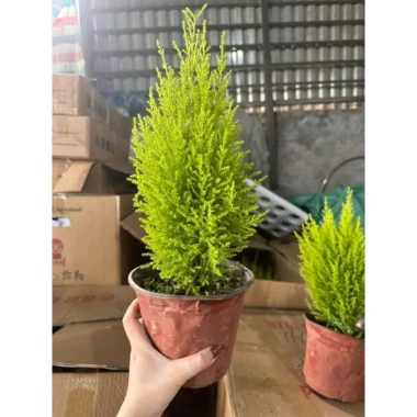 Cây Tùng Thơm Mini Trang Trí Bàn Quán, Cây Thông Nolen Nhà Cửa Thiên Nhiên Đẹp Mắt - Giá Chỉ 99.000₫ 7