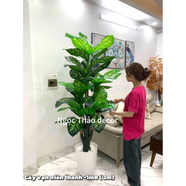Cây vạn niên thanh cao 1m9 - Cây giả trang trí, hoa giả decor, giảm 23% còn 902.700₫