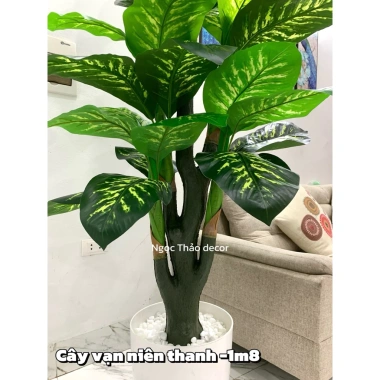 Cây vạn niên thanh cao 1m9 - Cây giả trang trí, hoa giả decor, giảm 23% còn 902.700₫