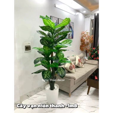 Cây vạn niên thanh cao 1m9 - Cây giả trang trí, hoa giả decor, giảm 23% còn 902.700₫