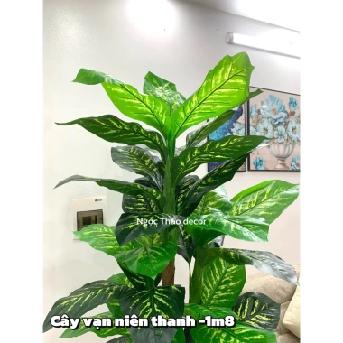 Cây vạn niên thanh cao 1m9 - Cây giả trang trí, hoa giả decor, giảm 23% còn 902.700₫