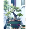 Chậu bonsai mini chữ nhật men xanh hỏa biến gốm Bát Tràng 17x13x7,5 cm Giá 45.000đ