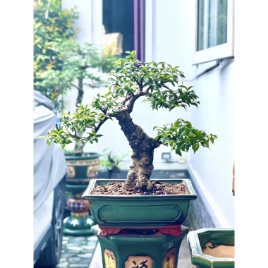 Chậu bonsai mini chữ nhật men xanh hỏa biến gốm Bát Tràng 17x13x7,5 cm Giá 45.000đ