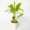 Chậu cây chuối giả mini đất sét Nhật Thái Quà tặng cây mini bàn 54.5k