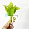 Chậu cây chuối giả mini đất sét Nhật Thái Quà tặng cây mini bàn 54.5k 3
