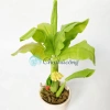 Chậu cây chuối giả mini đất sét Nhật Thái Quà tặng cây mini bàn 54.5k 4
