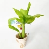 Chậu cây chuối giả mini đất sét Nhật Thái Quà tặng cây mini bàn 54.5k 5