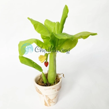 Chậu cây chuối giả mini đất sét Nhật Thái Quà tặng cây mini bàn 54.5k 5
