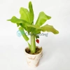 Chậu cây chuối giả mini đất sét Nhật Thái Quà tặng cây mini bàn 54.5k 6