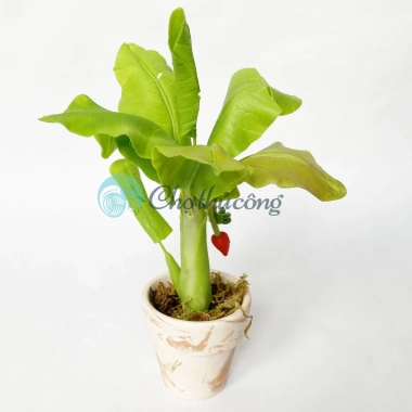 Chậu cây chuối giả mini đất sét Nhật Thái Quà tặng cây mini bàn 54.5k 6