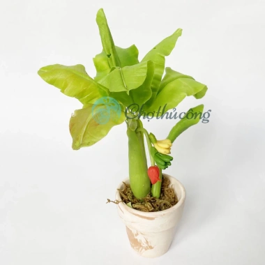 Chậu cây chuối giả mini đất sét Nhật Thái Quà tặng cây mini bàn 54.5k 7