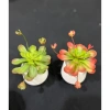 Chậu cây giả sen đá mini để bàn - Trang trí nội thất, chỉ 39.000đ giá gốc 49.920đ 4