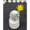 Chậu cây giả sen đá mini để bàn - Trang trí nội thất, chỉ 39.000đ giá gốc 49.920đ 7