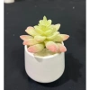 Chậu cây giả sen đá mini để bàn - Trang trí nội thất, chỉ 39.000đ giá gốc 49.920đ 9
