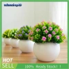 Chậu cây hoa sao điểm mini - Đồ trang trí nội thất sinh động, Giá chỉ 68.000₫