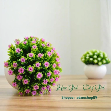 Chậu cây hoa sao điểm mini - Đồ trang trí nội thất sinh động, Giá chỉ 68.000₫ 2