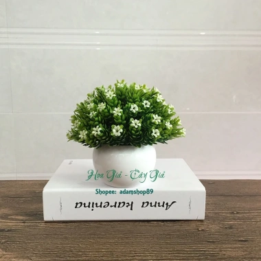 Chậu cây hoa sao điểm mini - Đồ trang trí nội thất sinh động, Giá chỉ 68.000₫ 5