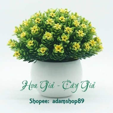 Chậu cây hoa sao điểm mini - Đồ trang trí nội thất sinh động, Giá chỉ 68.000₫ 10