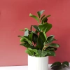 Chậu cây mini giả nhựa + chậu sứ trắng để bàn - Trang trí quán cafe, nhà cửa, chỉ 100.000đ giảm từ 125.000đ Jassi Decor 2