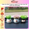 Chậu Cây Mini Trang Trí Taplo Ô Tô, Bàn Làm Việc Xanh Mát Sinh Động - BON BON CAR