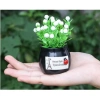 Chậu cây mini trang trí taplo ô tô và bàn làm việc - Giá chỉ 25.000đ giảm mạnh 2