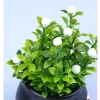 Chậu cây mini trang trí taplo ô tô và bàn làm việc - Giá chỉ 25.000đ giảm mạnh 4