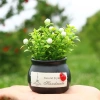 Chậu cây mini trang trí taplo ô tô và bàn làm việc - Giá chỉ 25.000đ giảm mạnh 7