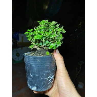 Chậu cây Sam Hương mini cao 10-15cm, chịu thiếu nắng, giá ưu đãi 59.000 VND 2